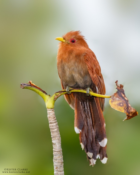 Little Cuckoo