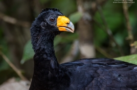 Guans, Curassow & Quails