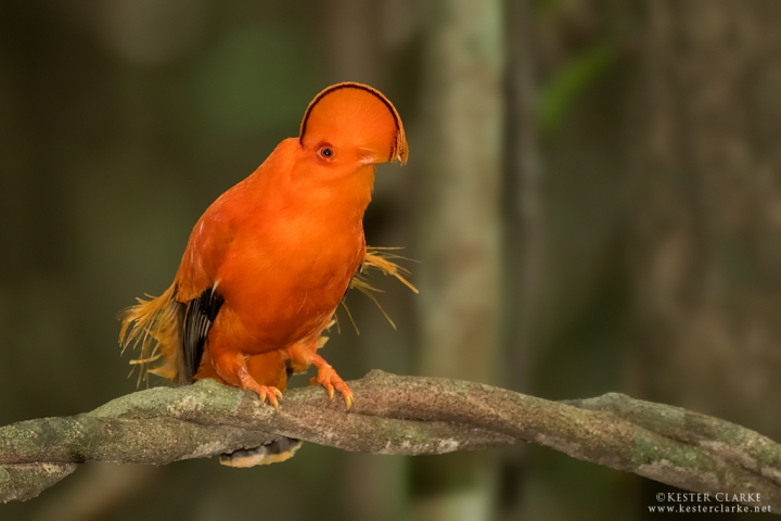 Male Guianan Cock-of-the-rock (Rupicola rupicola).  Iwokrama Forest, Guyana.