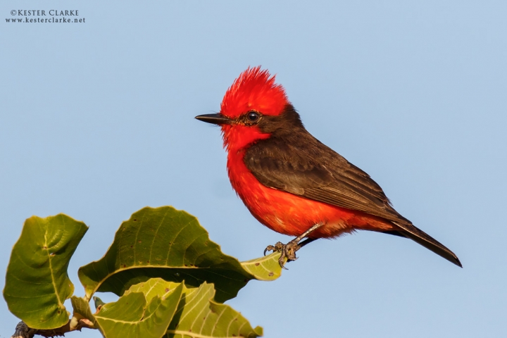 Vermilion Flycatcher (Pyrocephalus rubinus)