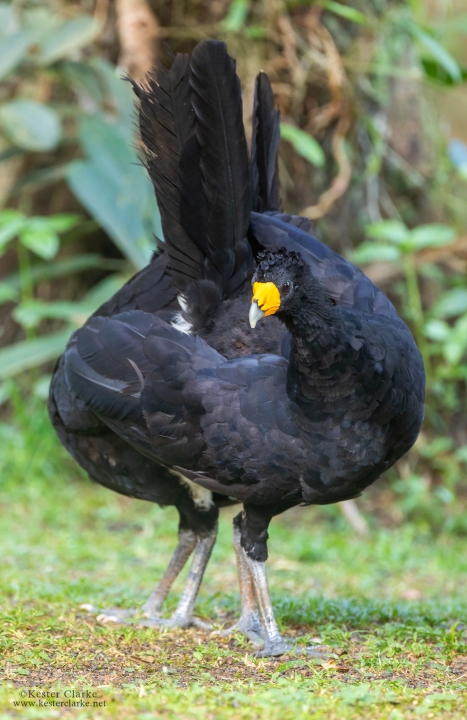 Black curassow ( Crax alector)