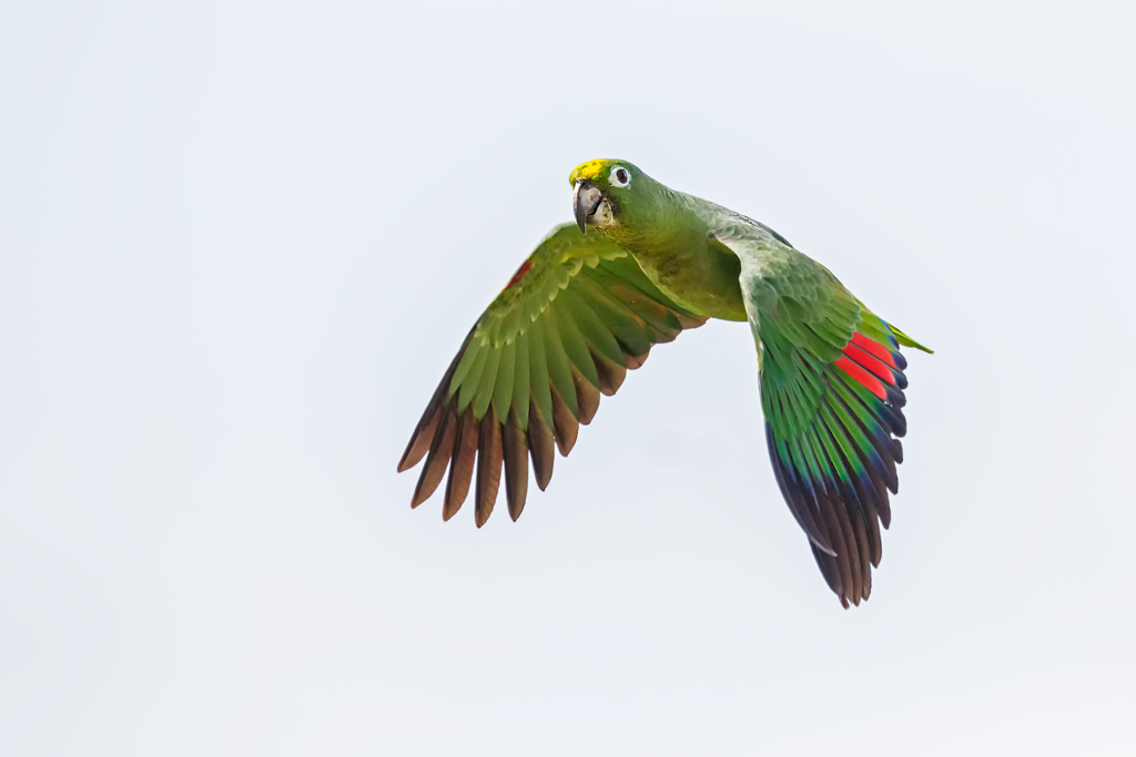 yellow headed amazon flying