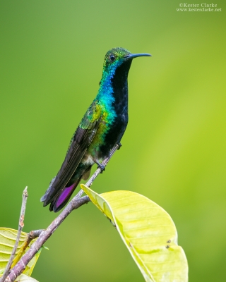 Black-throated Mango