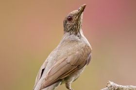 Thrushes