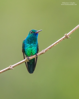 Blue-chinned Sapphire