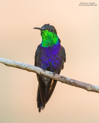 Fork-tailed Woodnymph