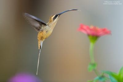 Long-tailed Hermit