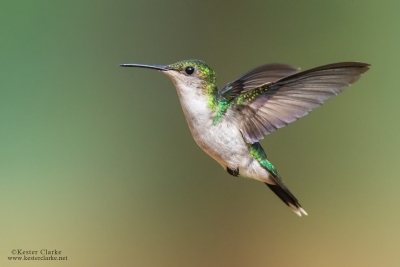 Fork-tailed Woodnymph