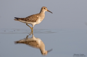 Sandpipers