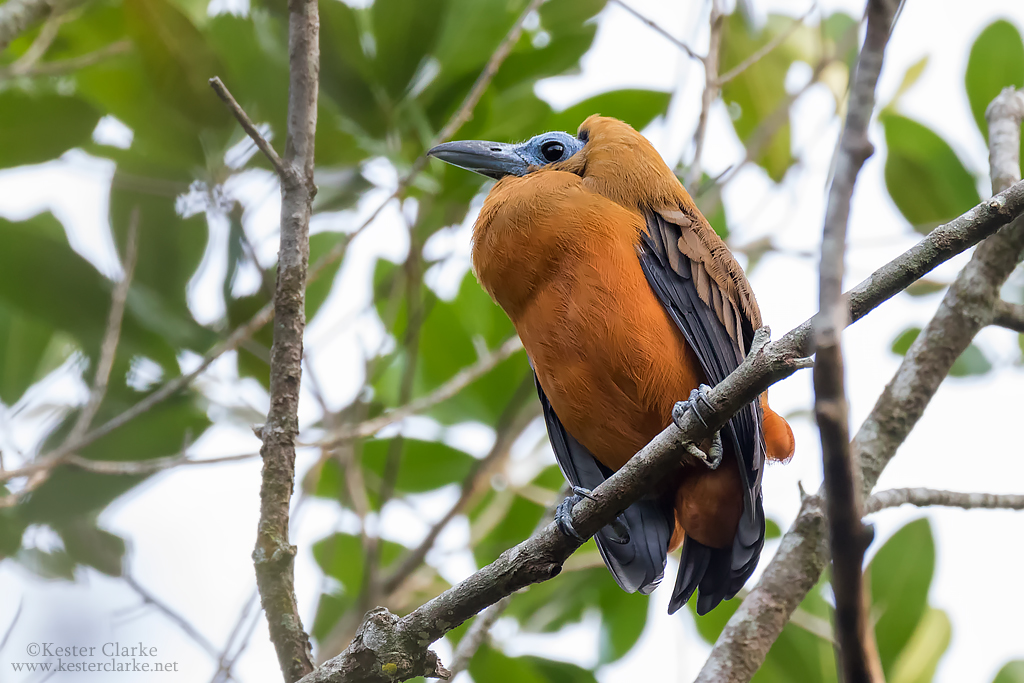 Capuchinbird - Kester Clarke Wildlife Photography