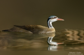 Rails, Crakes & Gallinules