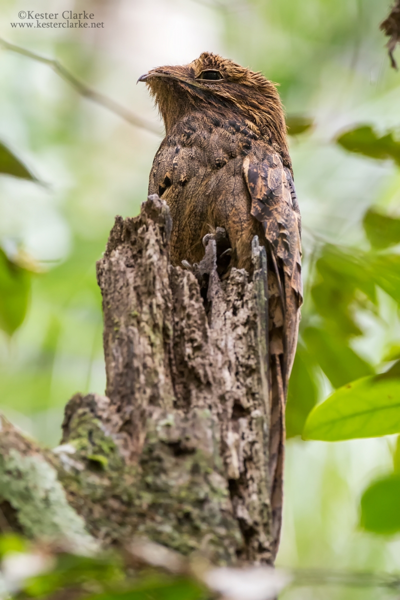 Great Potoo - Kester Clarke Wildlife Photography