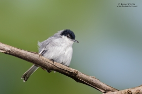 Gnatcatchers