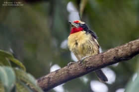 Barbets