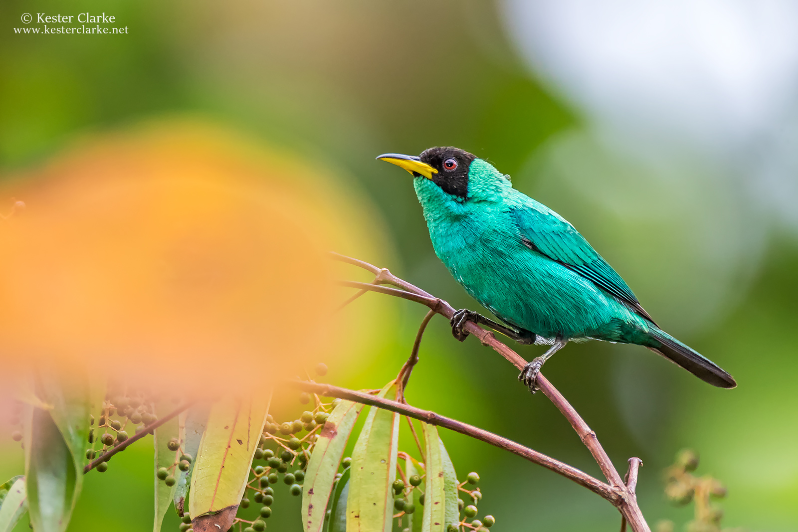 Green Honeycreeper Kester Clarke Wildlife Photography Green Honeycreeper Kester Clarke Wildlife Photography