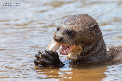 Giant River Otter