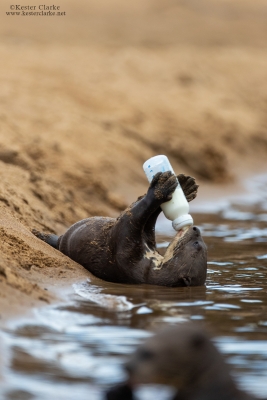 Giant River Otter