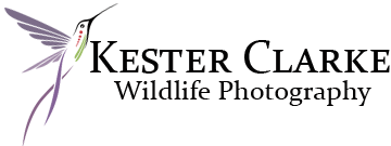 Kester Clarke Wildlife Photography