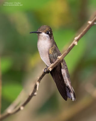 Ruby-topaz Hummingbird