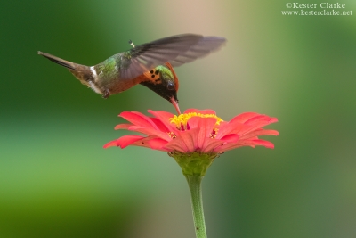 Tufted Coquette