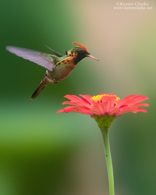 Tufted Coquette