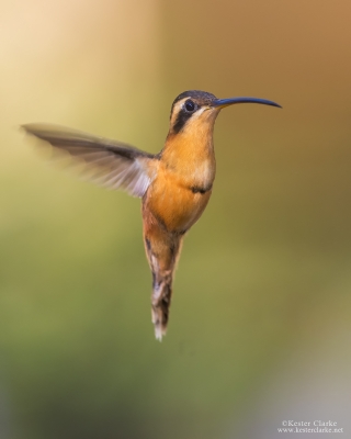 Reddish Hermit