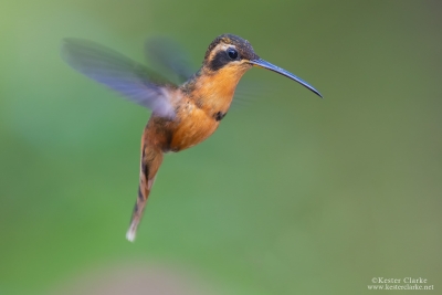 Reddish Hermit