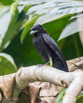 Purple-throated Fruitcrow