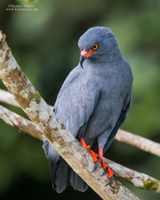 Slender-billed Kite